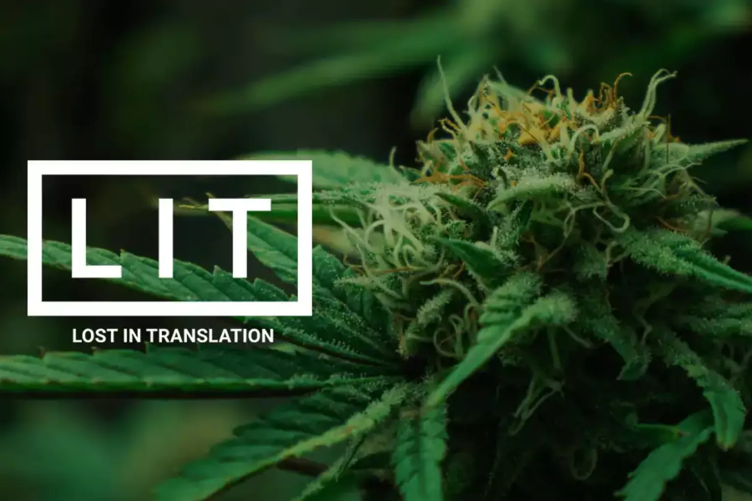 LIT Farms THCA Flower