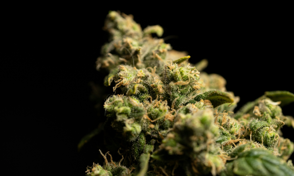 Sensi Cannabis Seeds