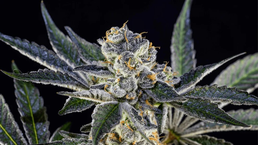 LIT Farms THCA Flower