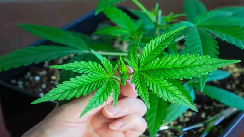 Seedsman Cannabis Seeds