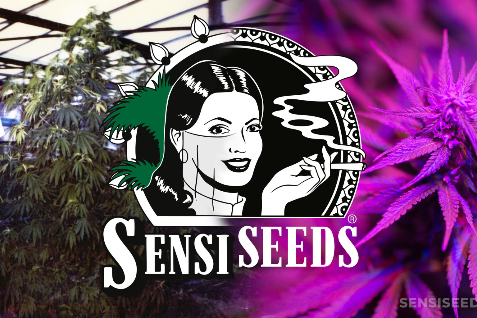 Sensi Cannabis Seeds