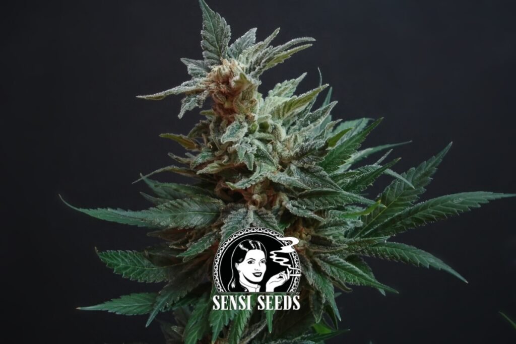 Sensi Cannabis Seeds