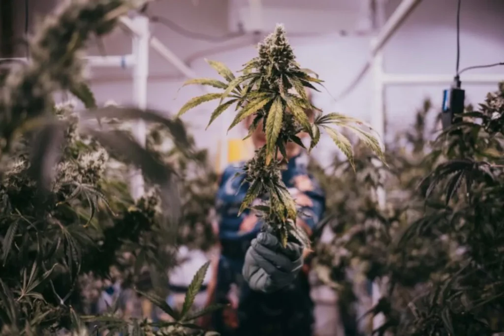 ILGM Marijuana Seeds