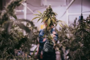 ILGM Marijuana Seeds